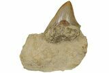 Serrated Megalodon Tooth In Rock - Indonesia #186629-1